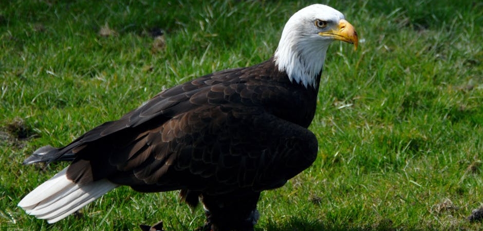 Besiktas-Kaleye-Guc-Katiyor-Altay-Bayindir-Kartal-Oldu-featured